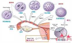 做代孕过程是怎样_卵巢畸胎瘤能否怀孕